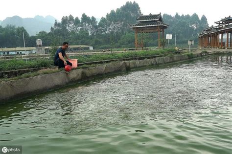 池塘養魚|養魚技術：飼養食用魚池塘建設的8大條件詳述，以此提高魚產量ufeff